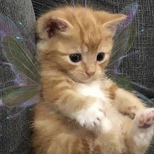 Meet your Posher, Paulina